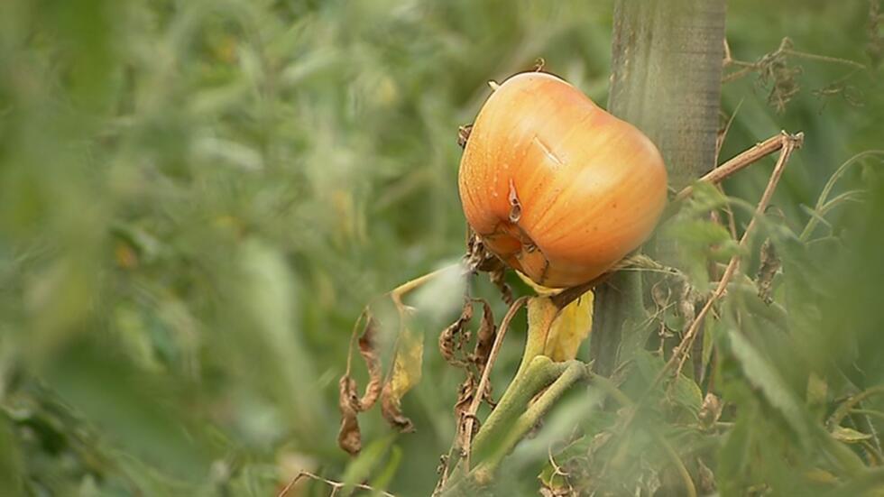 French tomato grower wins over top Paris chefs You are here